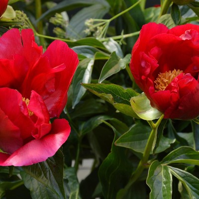 (Pioen) Paeonia hybrid 'America'