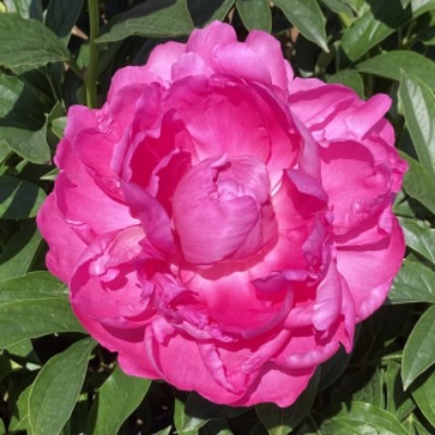 (Pioen) Paeonia (l) 'Princess Margaret'