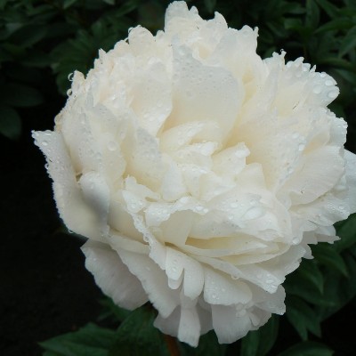 (Pioen) Paeonia (l) 'Henry Sass'
