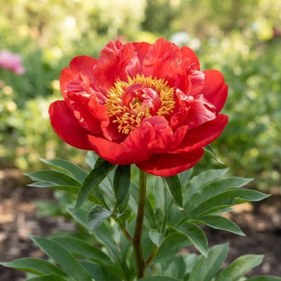 (Pioen) Paeonia (l) 'Blaze'
