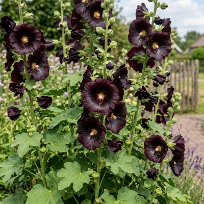(Stokroos) Alcea rosea 'Nigra'