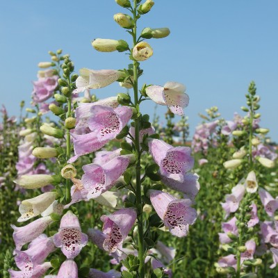 (Vingerhoedskruid) Digitalis purpurea 'Camelot Lavender'