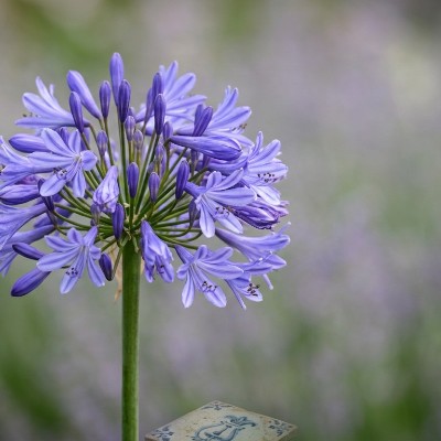 (Afrikaanse lelie) Agapanthus Donau