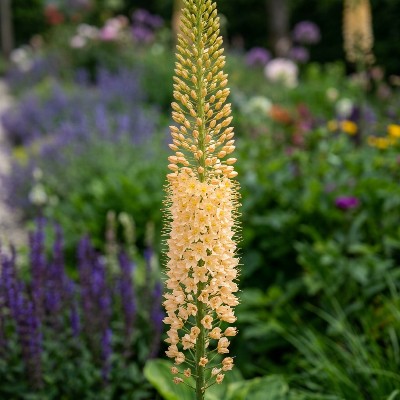 (Naald van cleopatra) Eremurus isabellinus 'Image'