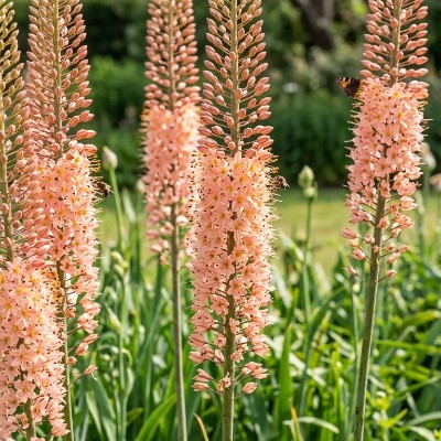 (Naald van cleopatra) Eremurus sabellinus 'Romance'
