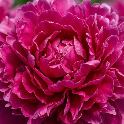 (Pioen) Paeonia (l) 'Bunker Hill'