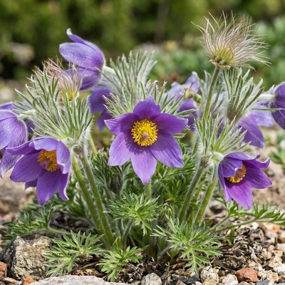 (Wildemanskruid) Pulsatilla vulgaris 'Blue Bells (Blaue Glocke)