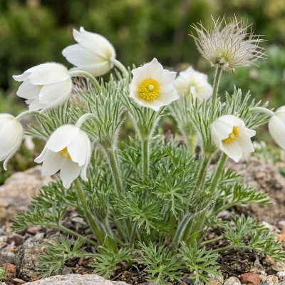 (Wildemanskruid) Pulsatilla vulgaris 'Alba'