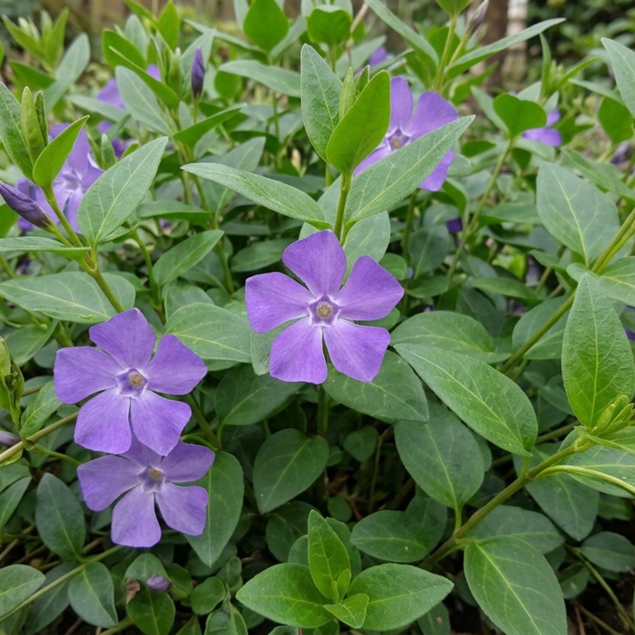 (Maagdenpalm) Vinca major