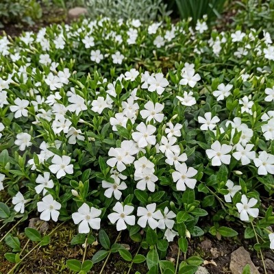 (Maagdenpalm) Vinca minor 'Alba'