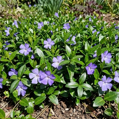 (Maagdenpalm) Vinca minor
