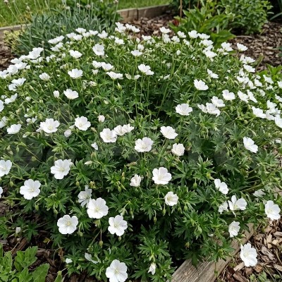 (Ooievaarsbek) Geranium sanguineum album