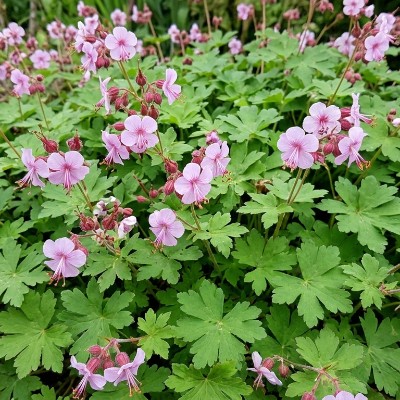 (Ooievaarsbek) Geranium macrorrhizum 'Ingwersen's Variety'