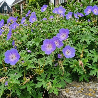 (Ooievaarsbek) Geranium Rozanne