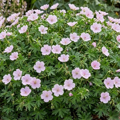 (Ooievaarsbek) Geranium sanguineum striatum