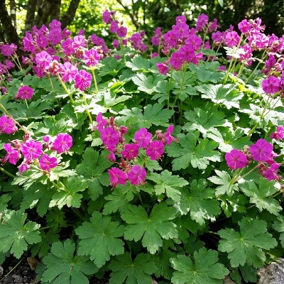 (Ooievaarsbek) Geranium macrorrhizum 'Bevan's Variety'