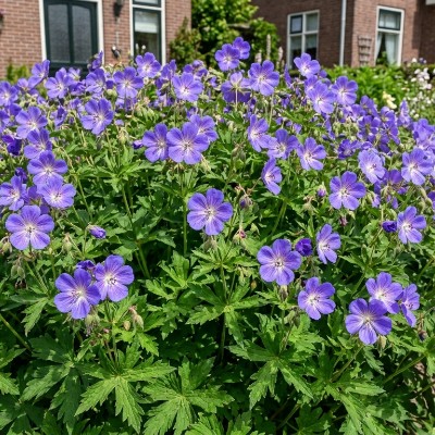 (Ooievaarsbek) Geranium sylvaticum 'Mayflower'