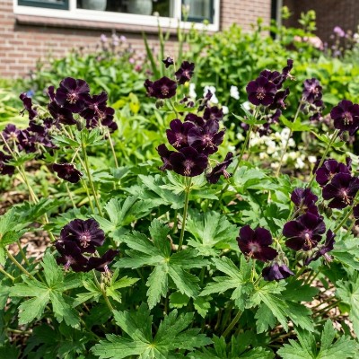 (Ooievaarsbek) Geranium phaeum 'Raven'