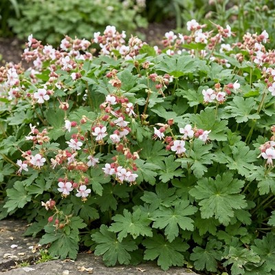 (Ooievaarsbek) Geranium macrorrhizum 'Spessart'