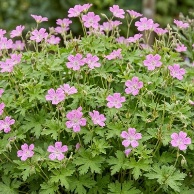 (Ooievaarsbek) Geranium Claridge Druce