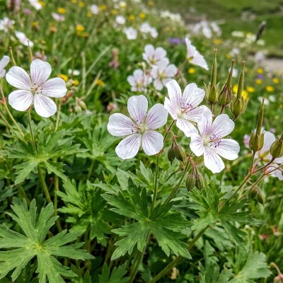 (Ooievaarsbek) Geranium richardsonii