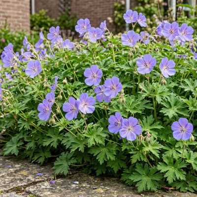 (Ooievaarsbek) Geranium 'Johnson's Blue'