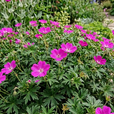 (Ooievaarsbek) Geranium Ankum's Pride