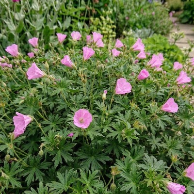 (Ooievaarsbek) Geranium endressii