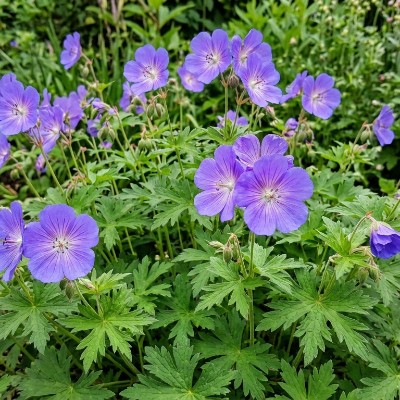 (Ooievaarsbek) Geranium himalayense