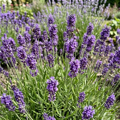 (Lavendel) Lavandula angustifolia 'Munstead Strain'
