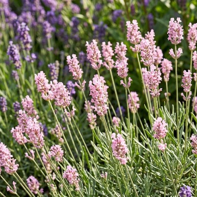 (Lavendel) Lavandula angustifolia 'Rosea'