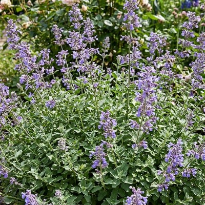 (Kattenkruid) Nepeta faassenii