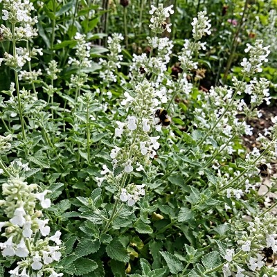 (Kattenkruid) Nepeta faassenii 'Alba'