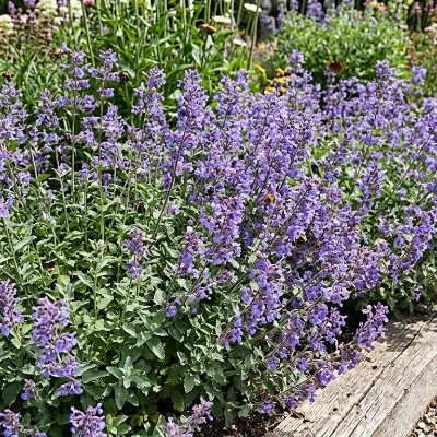 (Kattenkruid) Nepeta faassenii Kit Kat