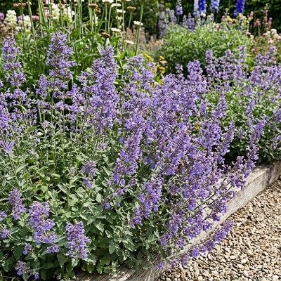 (Kattenkruid) Nepeta faassenii Six Hills Giant