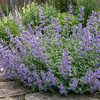 (Kattenkruid) Nepeta Walker's Low