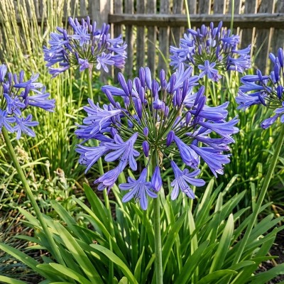 (Afrikaanse lelie) Agapanthus Donau