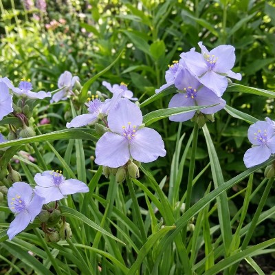 (Eendagsbloem) Tradescantia (A) 'Charlotte'