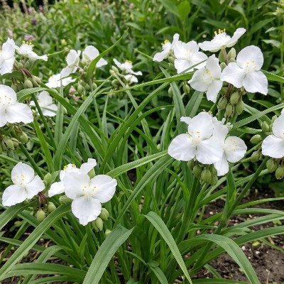 (Eendagsbloem) Tradescantia (A) 'Innocence'
