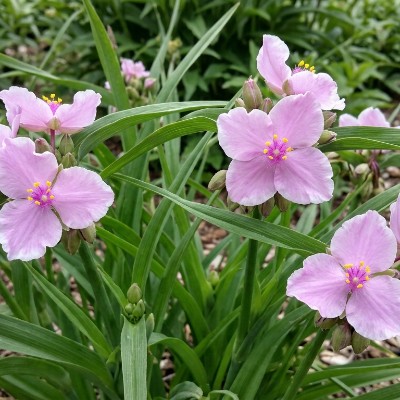(Eendagsbloem) Tradescantia (A) 'Pink Chablis'
