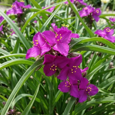 (Eendagsbloem) Tradescantia (A) 'Red Grape'