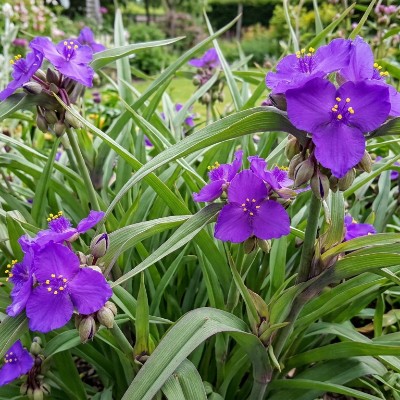 (Eendagsbloem) Tradescantia (A) 'Purewell Giant'