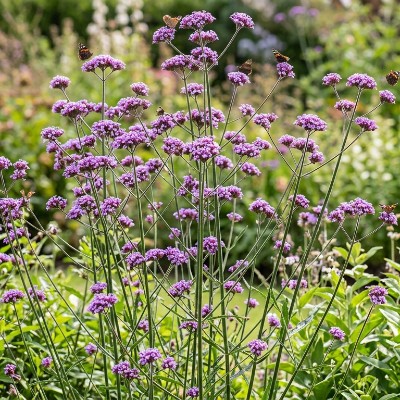 (Ijzerhard) Verbena bonariensis