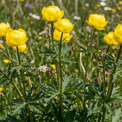 (Kogelbloem) Trollius europaeus