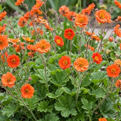 (Nagelkruid) Geum Borissii