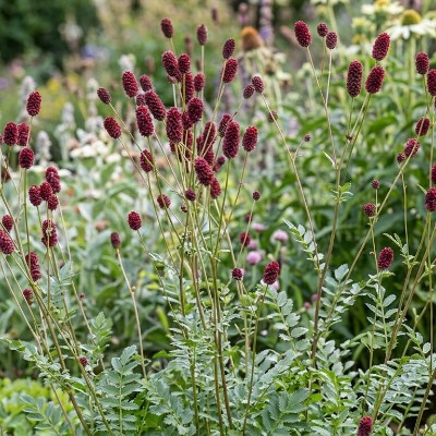 (Pimpernel) Sanguisorba menziesii