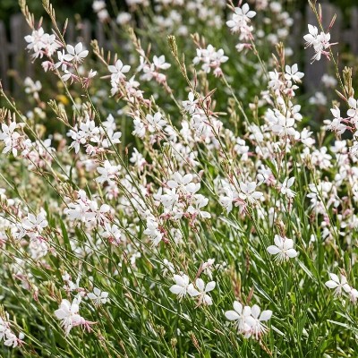 (Prachtkaars) Gaura lindheimeri 'Whirling Butterflies'