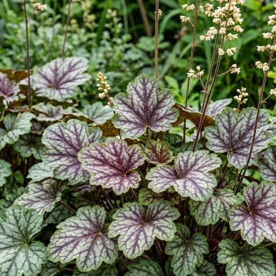 (Purperklokje) Heuchera Marvelous Marble