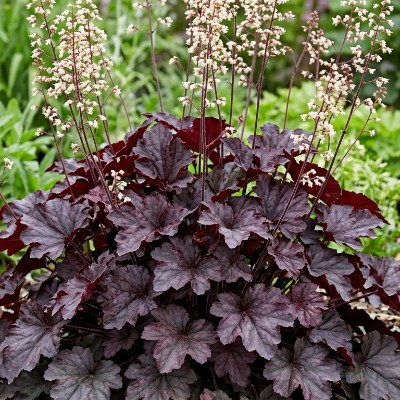 (Purperklokje) Heuchera Palace Purple