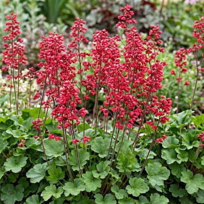 (Purperklokje) Heuchera sanguinea 'Leuchtkäfer'